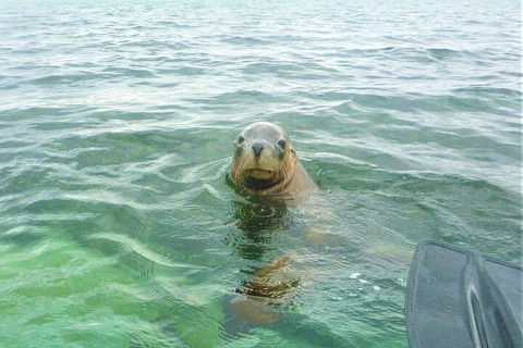 Seal Island And Penguin Island Or Point Peron Sea Kayak Tour - Accommodation Newcastle 1