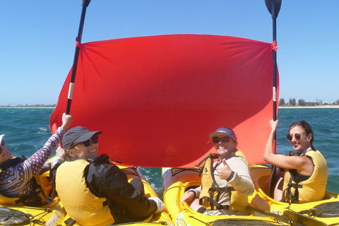 Seal Island And Penguin Island Or Point Peron Sea Kayak Tour - Accommodation Newcastle 2
