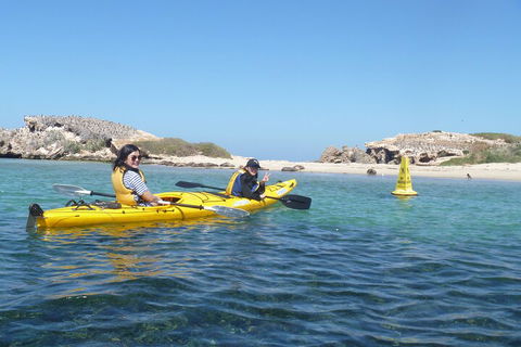 Seal Island And Penguin Island Or Point Peron Sea Kayak Tour - Accommodation Newcastle 3