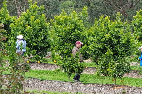 Dandenong Ranges And Rayners Orchard Tour From Melbourne - Accommodation Newcastle 2