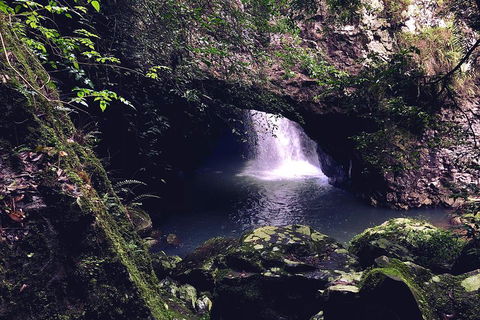 Springbrook Full Day Tour - Accommodation Newcastle 3