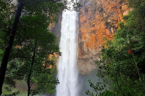 Springbrook Full Day Tour - Accommodation Newcastle 5