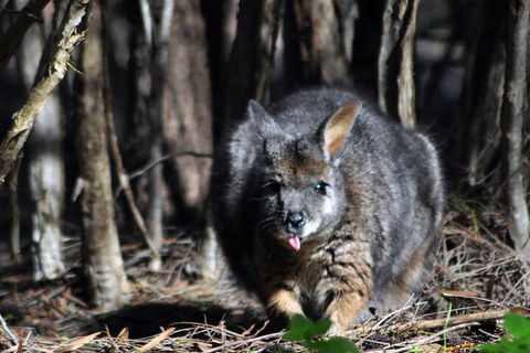 Small-Group Kangaroo Island 4WD Night Tour - Accommodation Newcastle 1