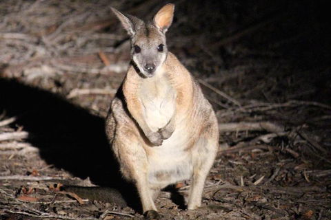 Small-Group Kangaroo Island 4WD Night Tour - Accommodation Newcastle 3
