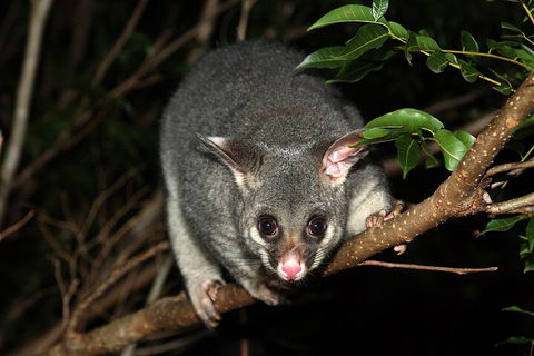 Small-Group Kangaroo Island 4WD Night Tour - Accommodation Newcastle 5