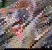 After Dark Tasmanian Devil Feeding Tour at Cradle Mountain - Accommodation Newcastle