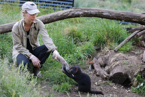 After Dark Tasmanian Devil Feeding Tour At Cradle Mountain - Accommodation Newcastle 1