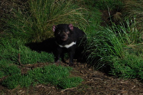 After Dark Tasmanian Devil Feeding Tour At Cradle Mountain - Accommodation Newcastle 4