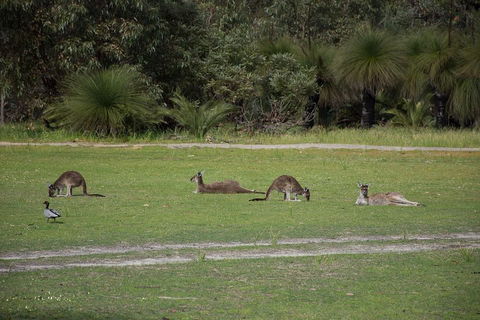 Yanchep & Lancelin - Wildlife, Cave And Sands - Accommodation Newcastle 0