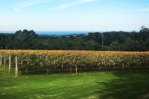 Yarra Valley Wine Tour Inc Lunch With A Glass Of Wine, Tastings And Chocolate - Accommodation Newcastle 2