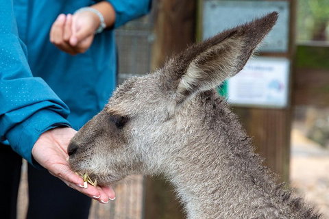 Private Blue Mountains Escape The Crowds SUV Tour - Accommodation Newcastle 2