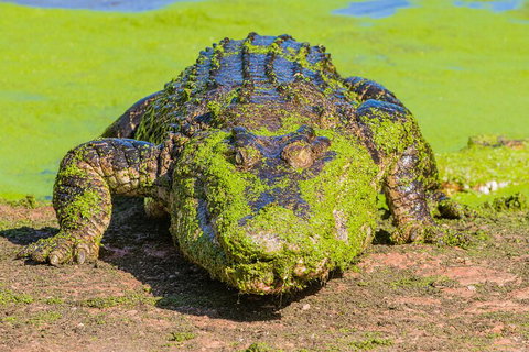 3 In 1 Tour: Matsoâ€™s Brewery, Broome Museum & Malcolm Douglas Crocodile Park - Accommodation Newcastle 4