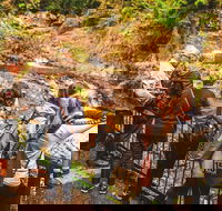 Full-day Springbrook National Park Tour from the Gold Coast - Accommodation Newcastle