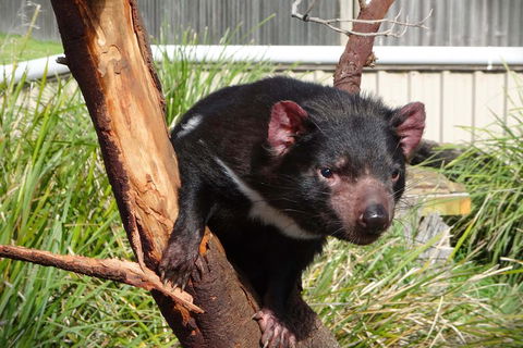 Tasmania 4 Day East Coast + Launceston - Accommodation Newcastle 2