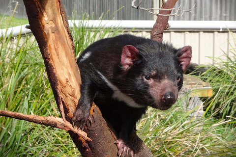 6-Day Tasmania Small-Group Guided Tour With Gourmet Food - Accommodation Newcastle 1