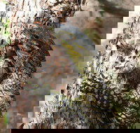 Byron Bay Combo Hinterland Tour Including Minyon Falls and Kayaking with Dolphins - Accommodation Newcastle