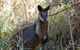 Byron Bay Combo: Hinterland Tour Including Minyon Falls And Kayaking With Dolphins - thumb 2