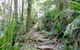 Byron Bay Combo: Hinterland Tour Including Minyon Falls And Kayaking With Dolphins - thumb 5