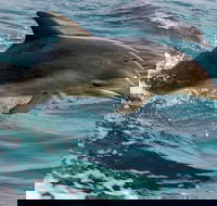 1.5HR Mudjimba Island Wildlife Safari - Accommodation Newcastle