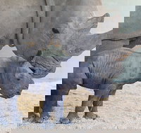 Croc Express to Australia Zoo from Gold Coast - Accommodation Newcastle