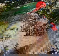 Lamington National Park O'Reilly's  Vineyard Tour - Accommodation Newcastle