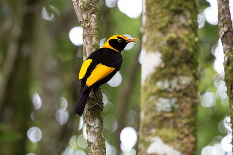 Lamington National Park, O'Reilly's & Vineyard Tour - Accommodation Newcastle 4