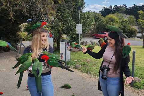 Lamington National Park, O'Reilly's & Vineyard Tour - Accommodation Newcastle 5