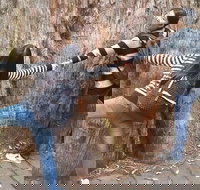 Mt Field National Park Active Day-Trip Including Bonorong and Mt Wellington - Accommodation Newcastle