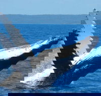 Mooloolaba Whale Watching Tour - Accommodation Newcastle