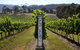 The Ultimate Yarra Valley Food And Wine Small Group Tour (Max 6 Guests) - thumb 2