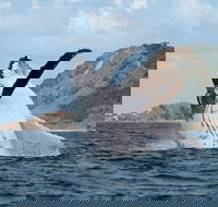 Byron Bay Whale Watching Cruise - Accommodation Newcastle