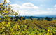 Yarra Valley Wine & Food Tour Departing From Melbourne - thumb 4