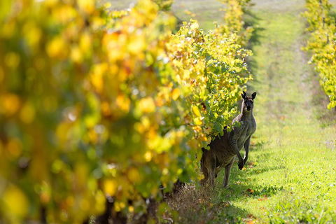 Margaret River 3 Day Escape - Accommodation Newcastle 4