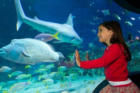 Melbourne BIG Ticket - LEGOLAND Discovery And SEA LIFE Melbourne - Accommodation Newcastle 1