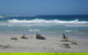 Kangaroo Island In A Day Tour From Adelaide - thumb 1