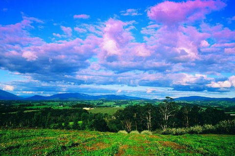 Yarra Valley Wine And Cider Tours By Classic Convertibles From Melbourne - Accommodation Newcastle 3