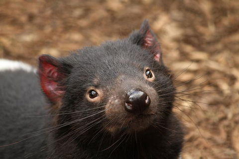 Day Tour In Mt. Field, Mt. Wellington, Bonorong Wildlife Sanctuary And Richmond - Accommodation Newcastle 4