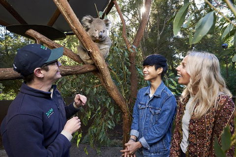 VIP Sanctuary Tour At Healesville Sanctuary Ticket - Accommodation Newcastle 1