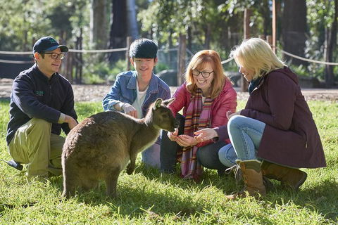 VIP Sanctuary Tour At Healesville Sanctuary Ticket - Accommodation Newcastle 2