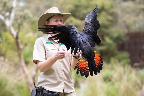 VIP Sanctuary Tour At Healesville Sanctuary Ticket - Accommodation Newcastle 5