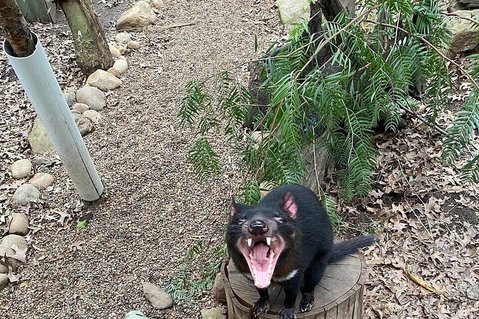 Featherdale Wildlife Park General Admission - Accommodation Newcastle 1