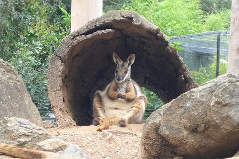 Featherdale Wildlife Park General Admission - Accommodation Newcastle 2