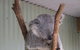 Featherdale Wildlife Park General Admission - thumb 3