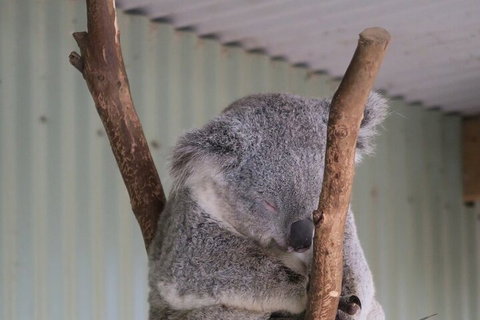 Featherdale Wildlife Park General Admission - Accommodation Newcastle 3