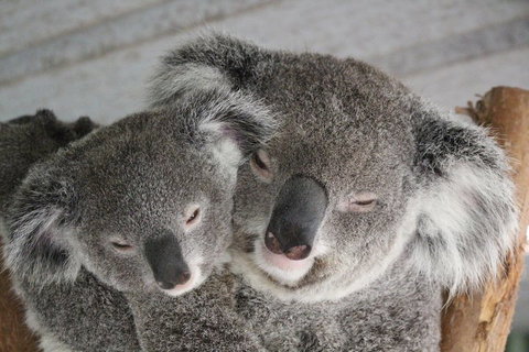 Featherdale Wildlife Park General Admission - Accommodation Newcastle 4