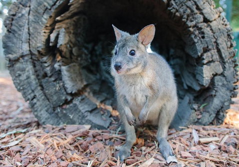 Featherdale Wildlife Park General Admission - Accommodation Newcastle 5