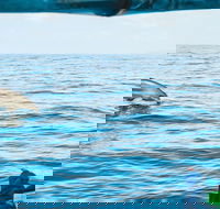 Cruise with Dolphins in Byron Bay - Accommodation Newcastle