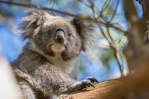 Phillip Island Penguin And Koala Highlights Day-Trip From Melbourne - Accommodation Newcastle 2