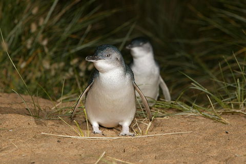 Phillip Island Penguin And Koala Highlights Day-Trip From Melbourne - Accommodation Newcastle 3