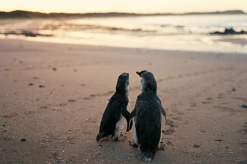 Phillip Island Penguin And Koala Highlights Day-Trip From Melbourne - Accommodation Newcastle 4